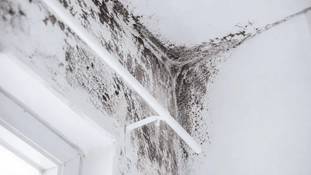 Mold and Damp Wall Findings in an Alicante Flat Bathroom